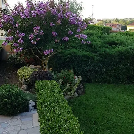 Magnolia *